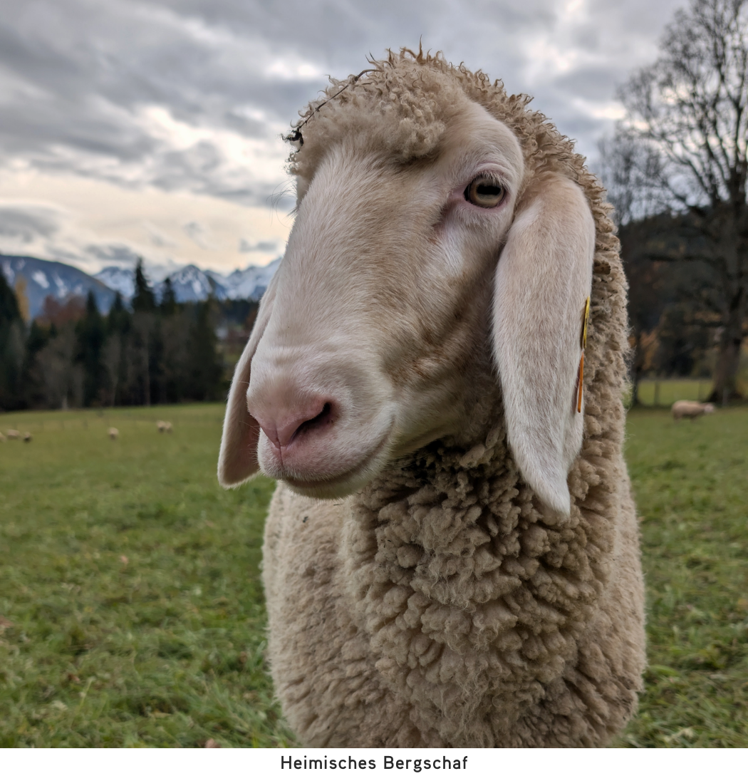 Heimisches Bergschaf aus Ramsau am Dachstein