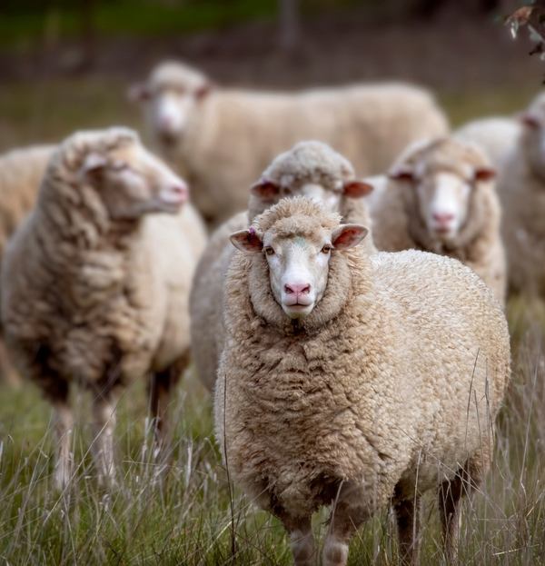 Merinoschafe auf Weide mit dichter Wollstruktur – natürliche Schurwolle als nachhaltiger Rohstoff für hochwertige Textilien
