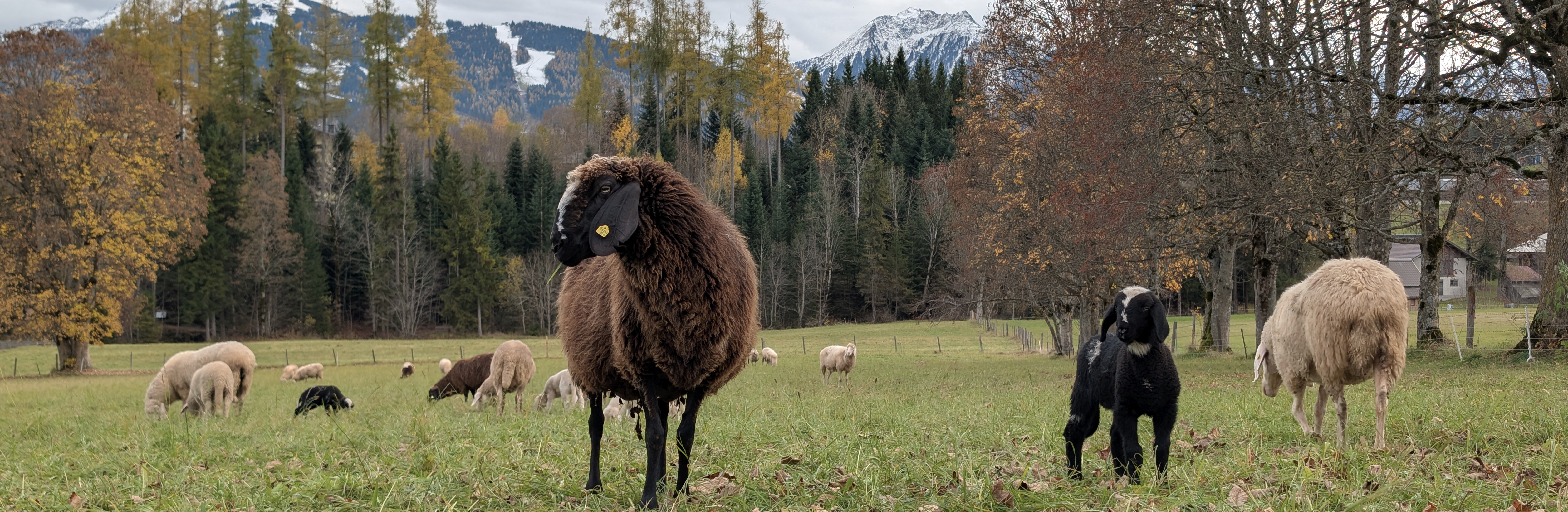 Heimisches Bergschaf aus Ramsau am Dachstein