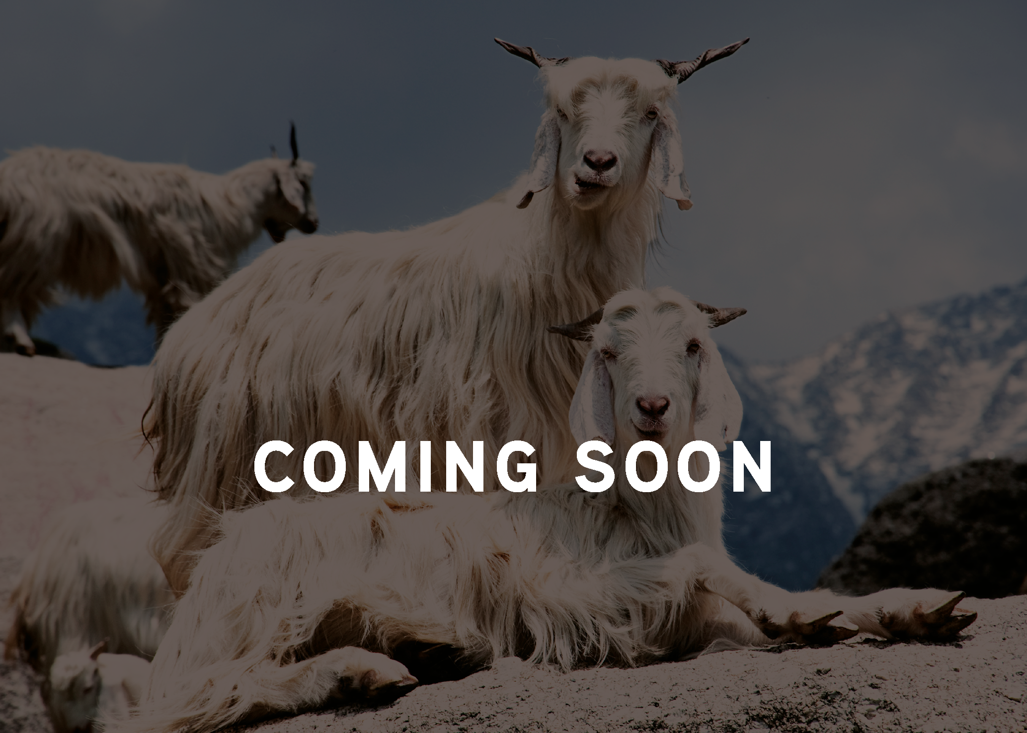Wollarten-Übersichtsseite-Cashmere-coming soon