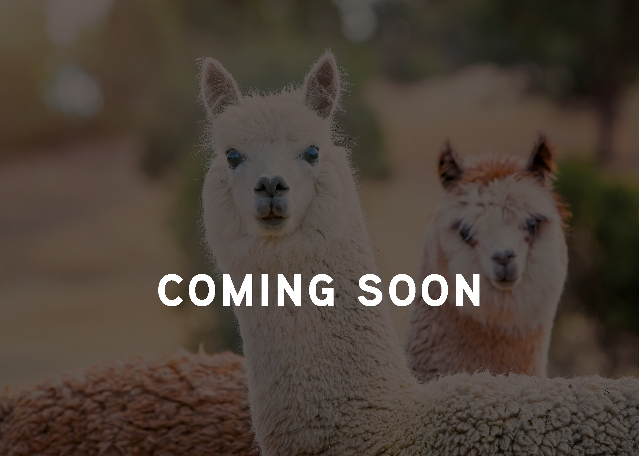 Wollarten-Übersichtsseite-Alpaka-coming soon