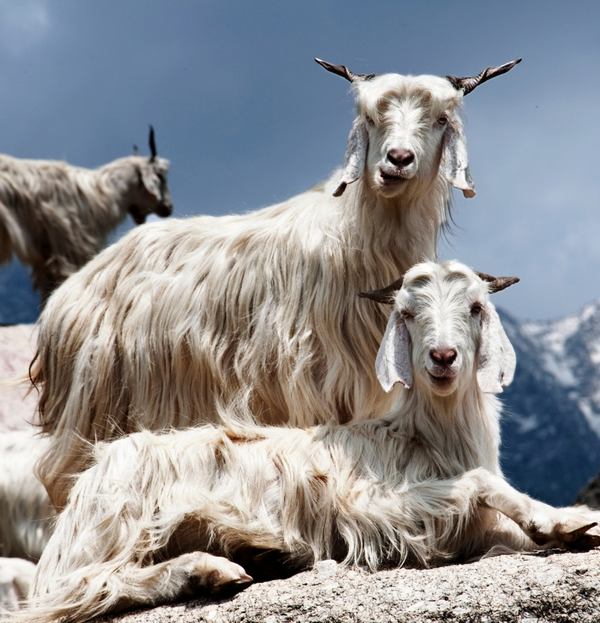 Cashmereziege mit langem Fell in alpiner Landschaft – natürliche Wollquelle für hochwertige Naturfasern