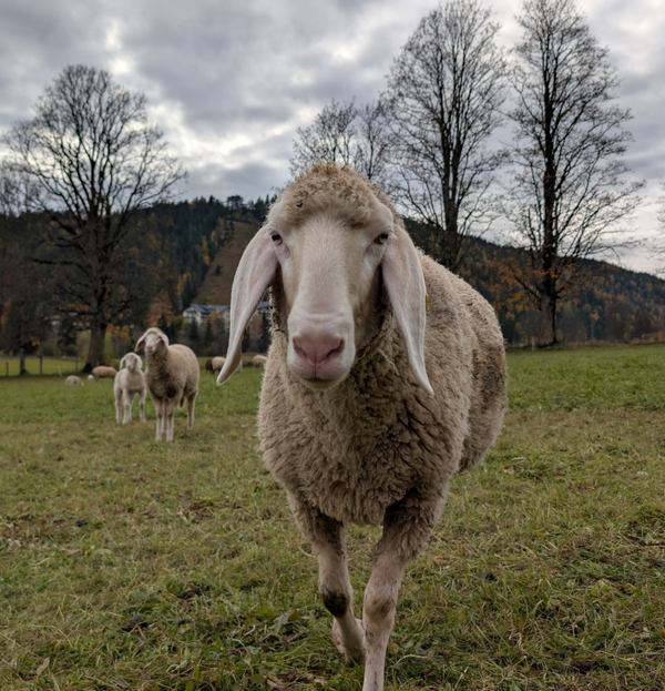 Bergschaf auf grüner Weide in alpiner Landschaft – hochwertige regionale Schurwolle aus nachhaltiger Tierhaltung
