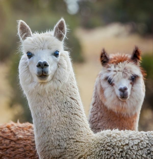 Alpakas mit weichem Vlies in natürlicher Umgebung – hochwertige Alpaka-Wolle für luxuriöse Naturtextilien